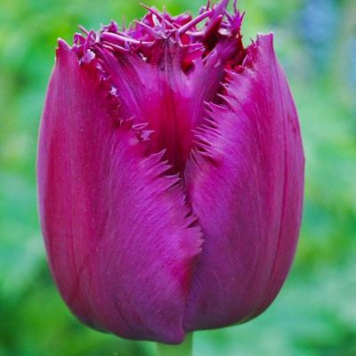 Тюльпан Керли Сью Тюльпан Керли Сью фото