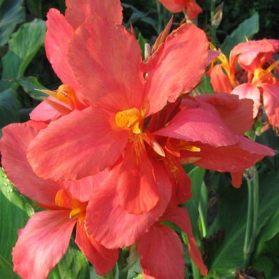 Канна Миссис Оклахома - Dolina-Sad.Ru