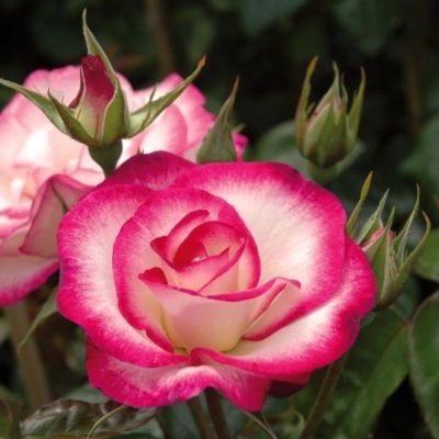 Роза Хэндель Роза Хэндель фото