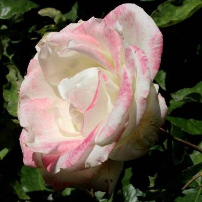 Роза Атена Роза Атена - Dolina-Sad.Ru