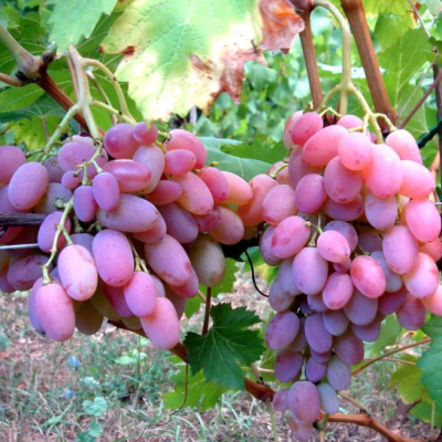 Виноград Водограй фото