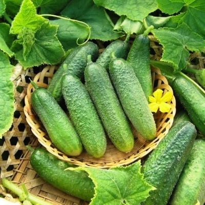 Огурец Моравский корнишон F1 Огурец Моравский корнишон F1 фото