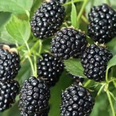 Ежевика Гималаи - Dolina-Sad.Ru