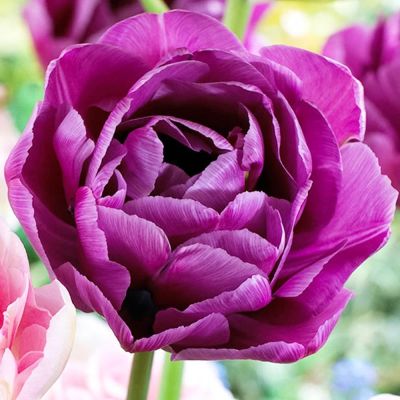 Тюльпан Блю Даймонд Тюльпан Блю Даймонд фото