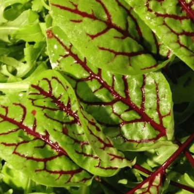 Щавель Красные узоры (А) Щавель Красные узоры (А) фото
