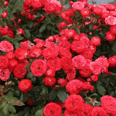 Роза Плантен Ун Бломен фото