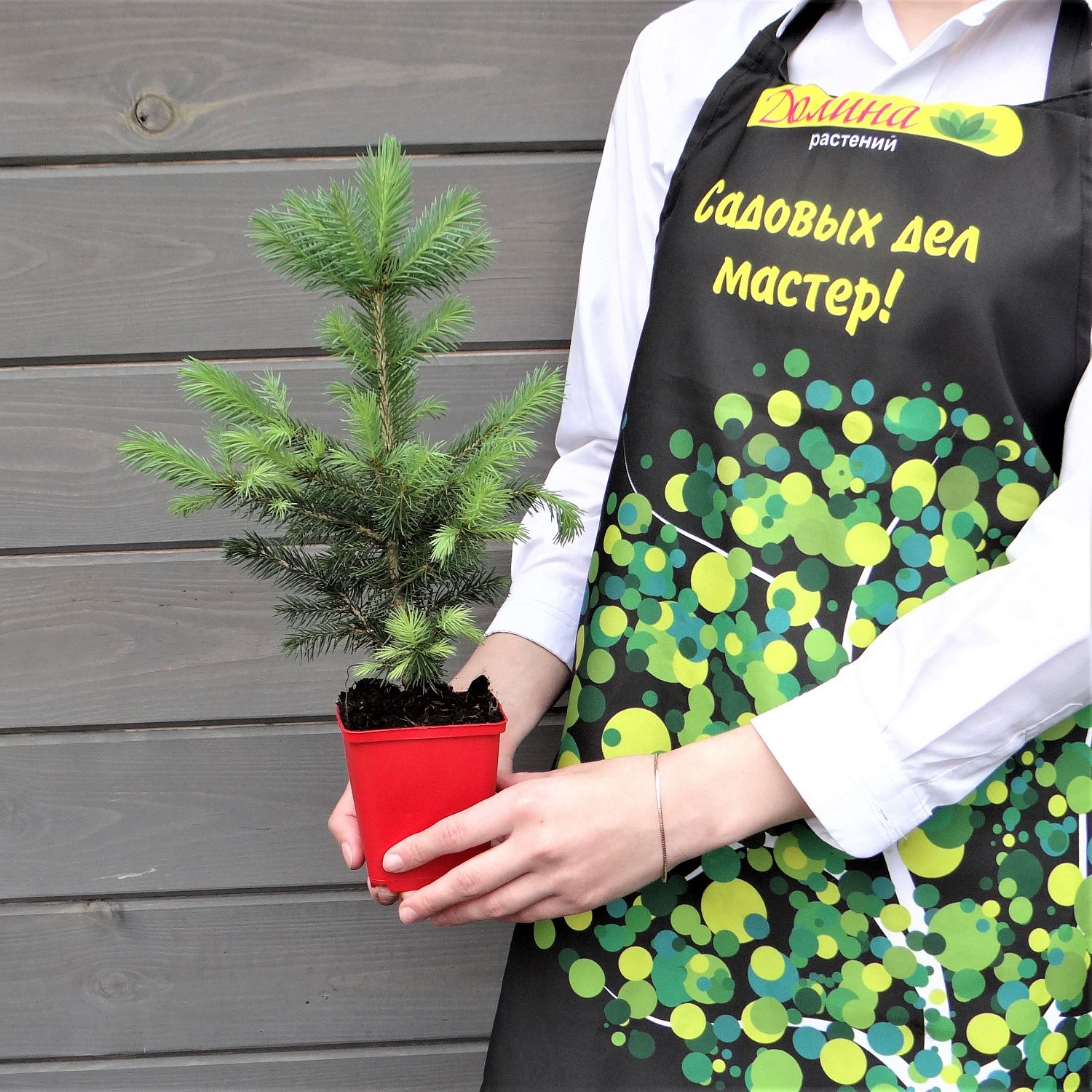 Ель колючая Супер Блю Сидлинг, С3 - Dolina-Sad.Ru