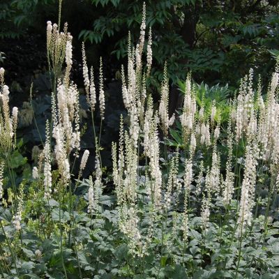 Воронец кистевидная кордифолия Воронец кистевидная кордифолия - Dolina-Sad.Ru