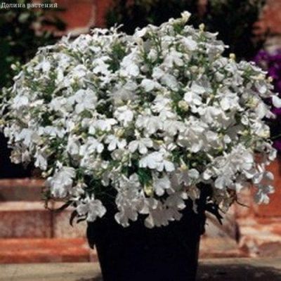 Лобелия Снежок Лобелия Снежок фото