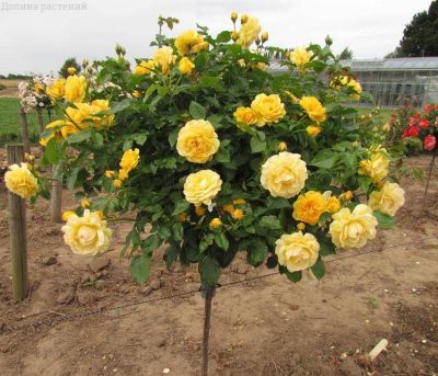 Роза штамбовая Артур Белл фото