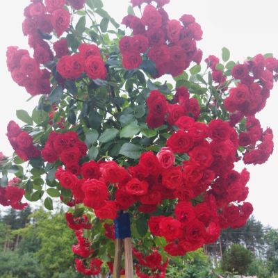 Роза штамбовая Скарлет - Dolina-Sad.Ru