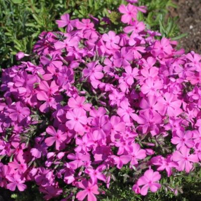 Флокс шиловидный Милстрим Дафна , P9 Флокс шиловидный Милстрим Дафна , P9 фото