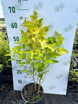 Пузыреплодник Наггет, С2 - Dolina-Sad.Ru