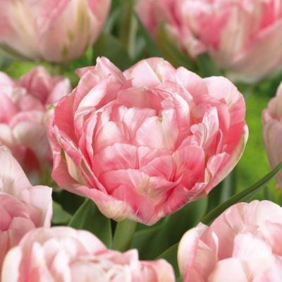 Тюльпан Финола Тюльпан Финола фото