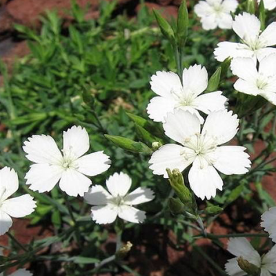 Гвоздика травянка "Белая" фото