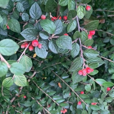 Кизильник Дильса, С3 - Dolina-Sad.Ru