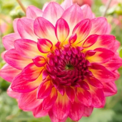 Георгина Арматерас - Dolina-Sad.Ru