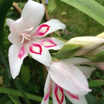 Гладиолус Нимф Гладиолус Нимф - Dolina-Sad.Ru