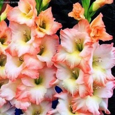 Гладиолус Кэалесс Гладиолус Кэалесс фото