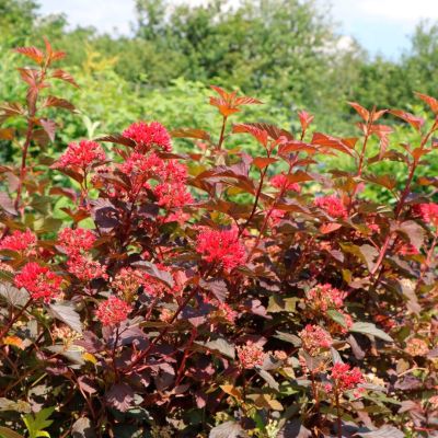 Пузыреплодник калинолистный Диабл Дор Пузыреплодник калинолистный Диабл Дор - Dolina-Sad.Ru