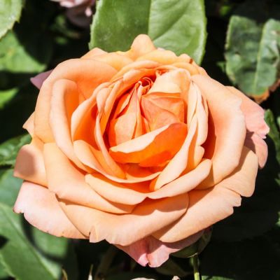 Роза Чарльз Остин фото