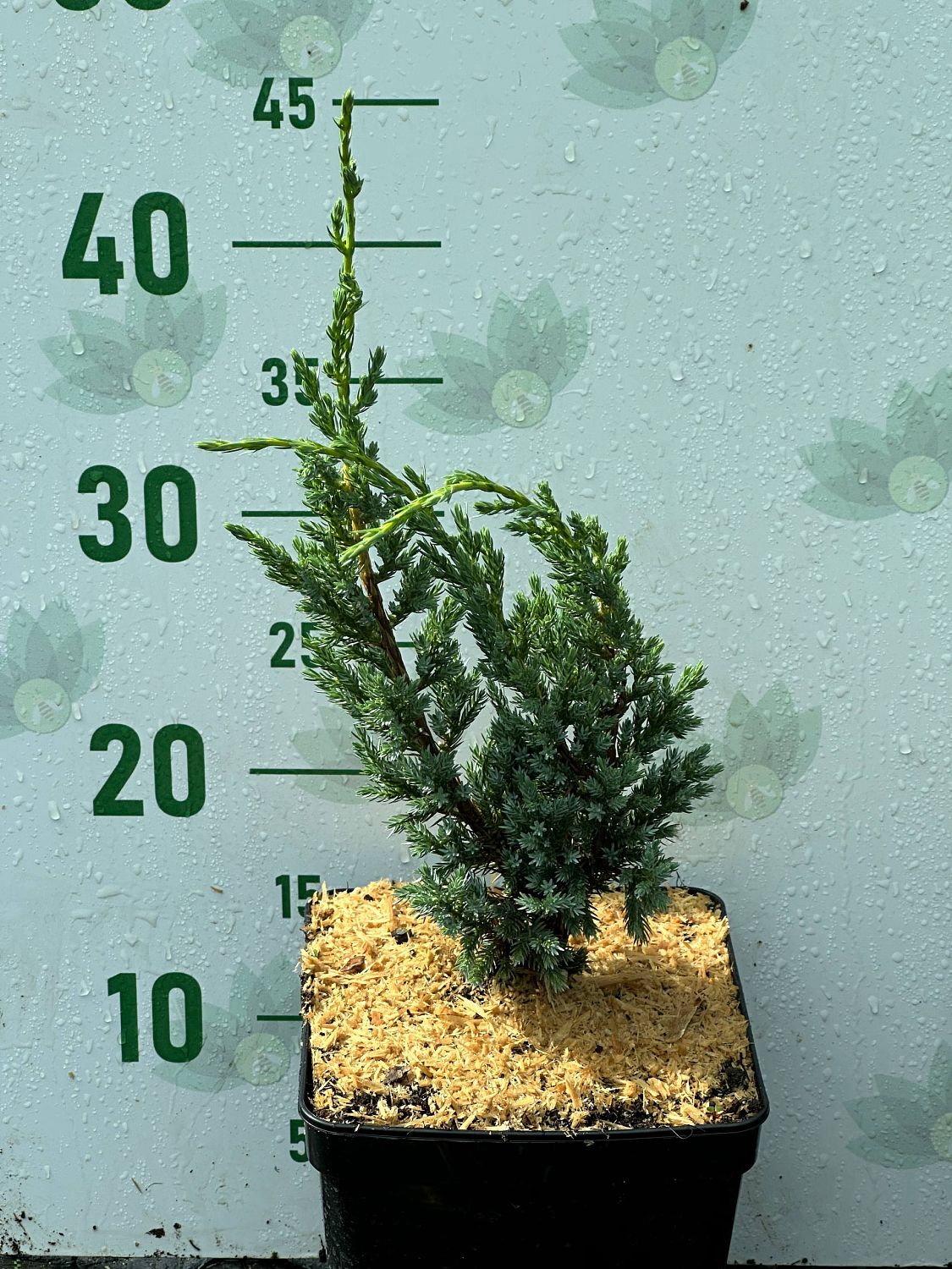 Можжевельник чешуйчатый Блю Компакт, С3 Можжевельник чешуйчатый Блю Компакт, С3 - Dolina-Sad.Ru