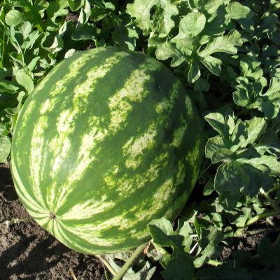 Арбуз Астраханский Арбуз Астраханский фото