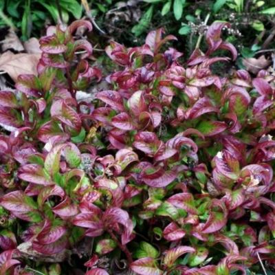 Леукотоэ аксиларис Керли Рэд - Dolina-Sad.Ru