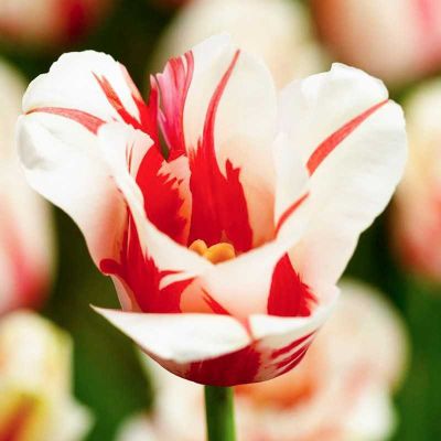 Тюльпан Сорбет Тюльпан Сорбет - Dolina-Sad.Ru