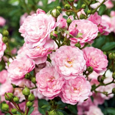 Роза Фэйри Роза Фэйри фото