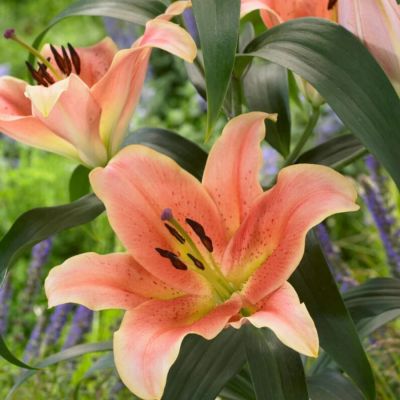 Лилия Зельмира - Dolina-Sad.Ru