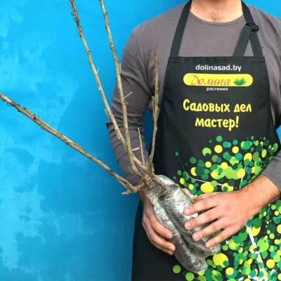 Смородина Красная Фертоди Смородина Красная Фертоди фото