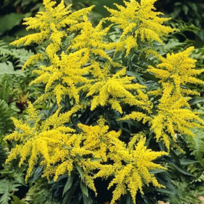 Золотарник гибридный Страхленкрон фото