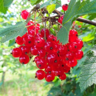 Смородина Красная Ионкер Ван Тетц Смородина Красная Ионкер Ван Тетц фото