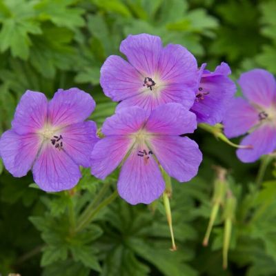 Герань гималайская Бэби Блю - Dolina-Sad.Ru