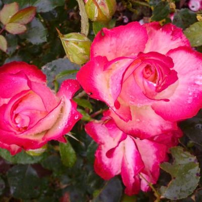 Роза Роз Гожар - Dolina-Sad.Ru