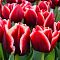 Тюльпан Армани Тюльпан Армани фото