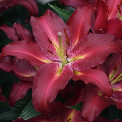 Лилия Гранд Туризмо фото