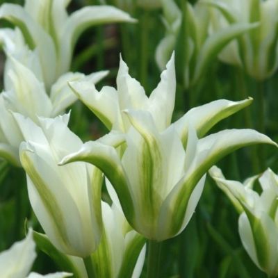 Тюльпан Грин Стар Тюльпан Грин Стар фото