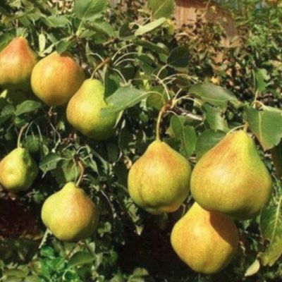 Груша Пермячка Груша Пермячка - Dolina-Sad.Ru