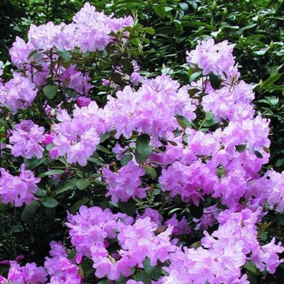 Рододендрон Моерхейм Рододендрон Моерхейм фото