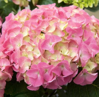 Гортензия крупнолистная Фройденштайн Гортензия крупнолистная Фройденштайн фото