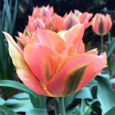 Тюльпан Артист Тюльпан Артист фото