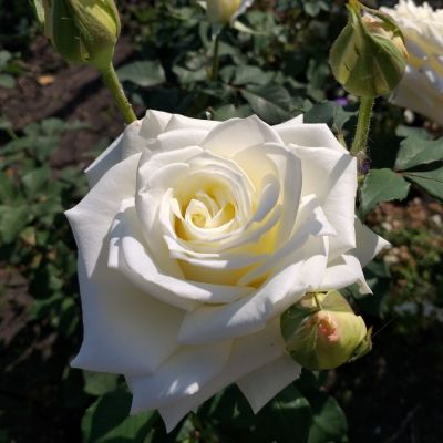 Роза Прауд - Dolina-Sad.Ru