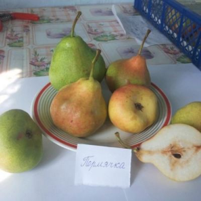 Груша Пермячка Груша Пермячка - Dolina-Sad.Ru