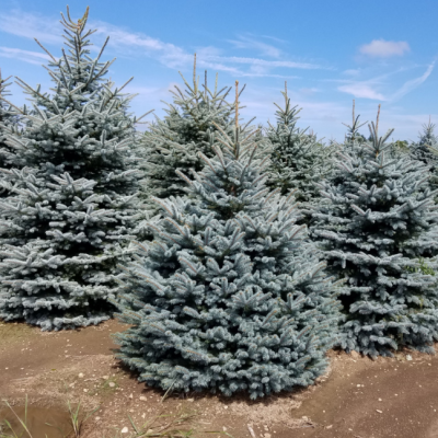 Ель колючая Супер Блю Сидлинг, С3 - Dolina-Sad.Ru