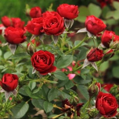 Роза Скарлет Хит Роза Скарлет Хит фото