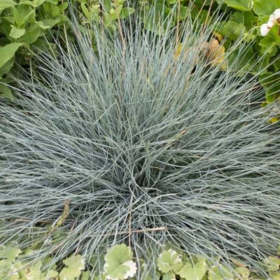 Овсяница сизая Фестина Овсяница сизая Фестина фото