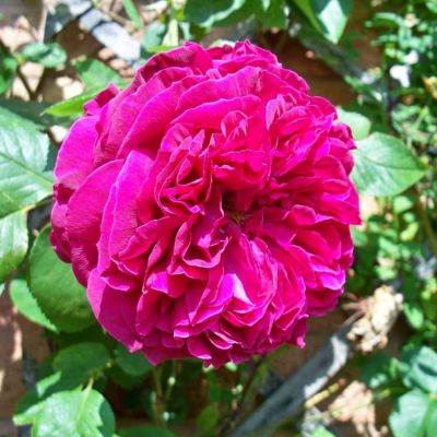 Роза Эмпрант фото