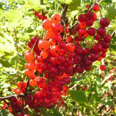 Смородина Красная Ионкер Ван Тетц Смородина Красная Ионкер Ван Тетц фото